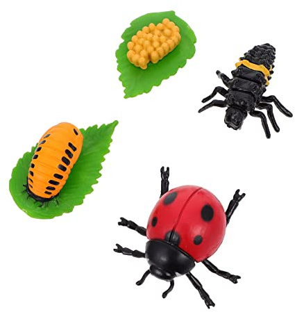 BESTonZON Marienkäfer Lebenszyklus Modell Set 4 Stück Kunststoff Insektenfiguren Lernspielzeug Für Kinder Pädagogisch Experimentieren Und Forschen