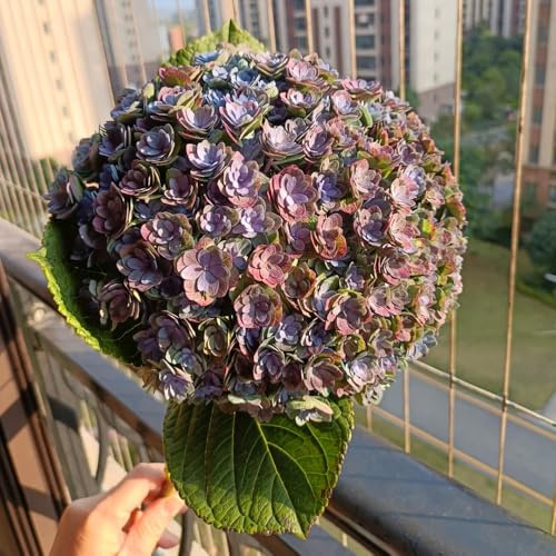 semillas de hortensias resistentes - decoracion jardin invernadero balcón 50pcs