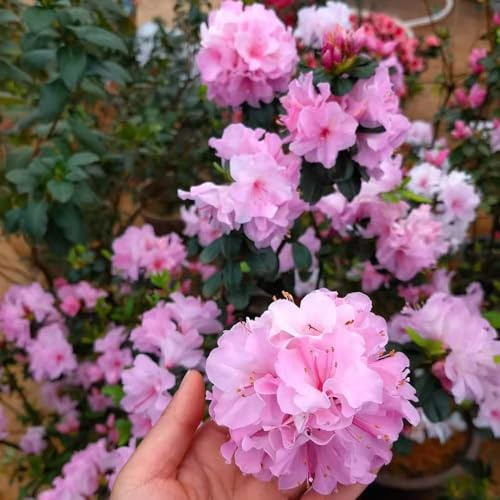 semillas rododendro semillas exóticas las trepadoras son resistentes azalea resistentes, decoración 400pcs