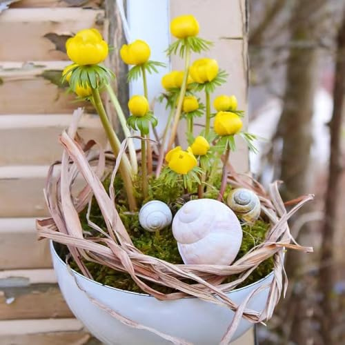 winterlingesamen - winterlinge seltene bonsai wildkräuter kräutergarten küche geschenk steingartenpflanzen bodendecker kräuterpflanzen winterharte garten deko indoor kräutergarten 60samen