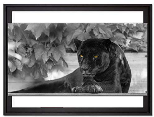 Pixxprint schöner schwarzer Panther Leinwandbild 80x60 cm im Bilderahmen, Wandbild, Schattenfugenrahmen, Kein Poster