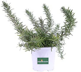 Pianta di Rosmarino Prostrato Pianta Rosmarinus Officinalis Prostratus pianta tappezzante pianta da giardino pianta ornamentale pianta aromatica pianta vera venduta da eGarden.store (Vaso 14 cm)
