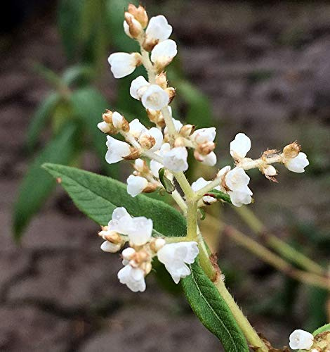 Himalaja Glocken Knöterich - Aconogonon campanulatum - lebende Gartenpflanze aus den Baumschulen