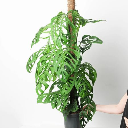 50pcs New Fresh Monstera Plant Seeds