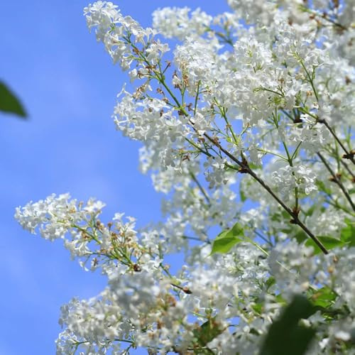 Semi di lillà, biologici giardino esotiche esterno, perenni resistenti decorazioni 600pcs