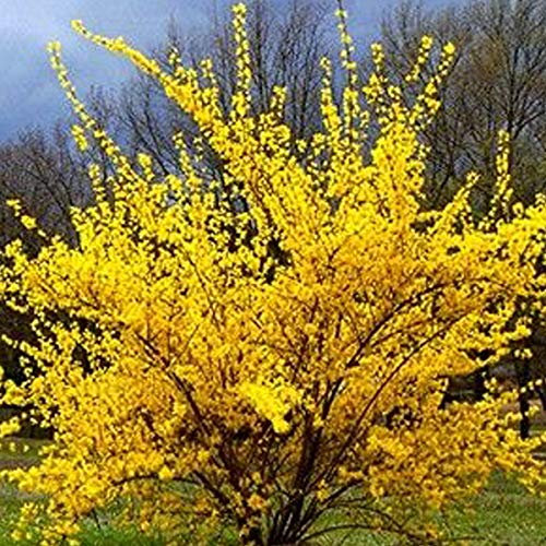 Forsythie 'Lynwood Variety' - Forsythia Intermedia 'Lynwood' - 50-60 cm Topf - Gelbe Blüten, pflegeleicht