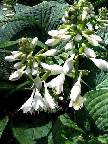 Hosta Elegans 128 semi Gorgeous, Huge Gray-Blue, Heart-Shaped Rough Sheets