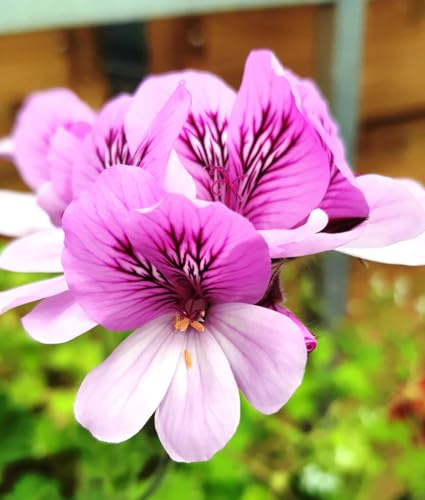 Pelargonium 'Cola Bottles' / Géranium au parfum de cola/Conteneur de 3 à 4 litres/Vivace odorante