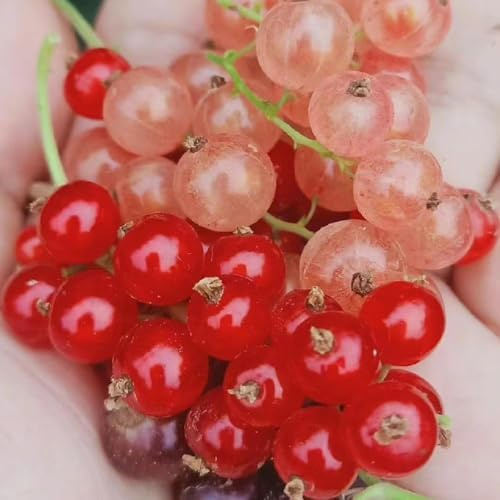 johannisbeeren säulenobst obstpflanzen sträucher winterhart heilpflanzen schattenpflanzen winterhart kübelpflanzen topfpflanzen obstsamen, säulenobstbäume bio 250samen