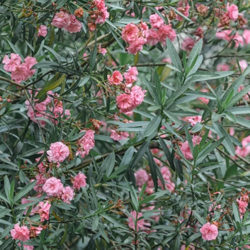 semi di oleandro, semi di Nerium oleandro, resistenti per il giardino resistenti decorazione floreale rare da giardino roccioso 50pcs