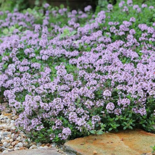 Semi di timo serpillo - Perenni resistenti da balcone semi di come bomboniera raro copertura del terreno esotico selvatiche selvatici decorazioni da giardino 1000pcs