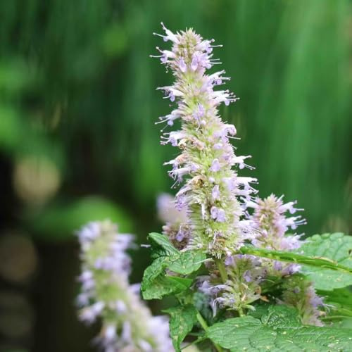 Semi di ortica profumata - coltivazione di giardino raro organico resistenti per giardini rocciosi per giardinieri semi prodotti 350pcs