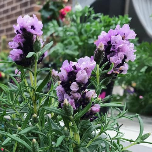 LavendelSamen, bio wildblumensamen mehrjährig winterhart geschenke für gartenliebhaber blumensamen geschenk 50pcs