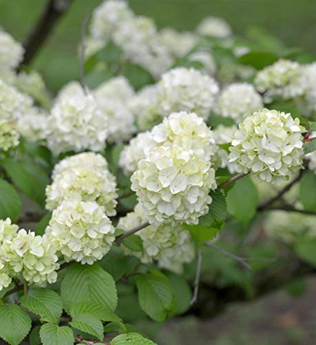 Japanischer Schneeball Grandiflora 40-60cm - Viburnum plicatum - lebende Gartenpflanze aus den Baumschulen