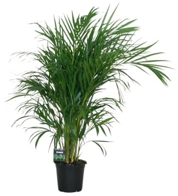 Goldfruchtpalme – Dypsis lutescens – Zimmerpflanze – Luftreinigende Bambuspalme – ca. 100–120 cm hoch – Ø19 cm Topf – Tropisches Raumgrün für Wohnung & Büro
