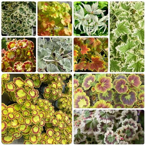 Semi di geranio - giardino di serre da balcone giardino rampicante rara balcone serra interna roccioso in vaso 300pcs