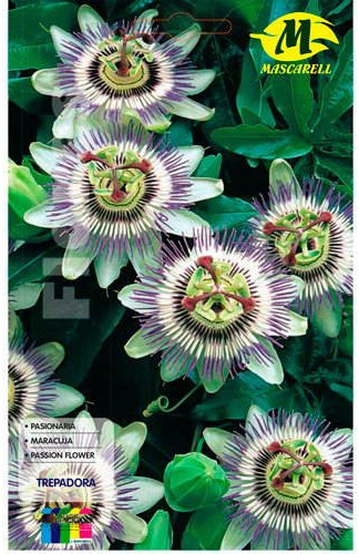 Pasionaria Trepadora 12x19 cm Mascarell Semillas