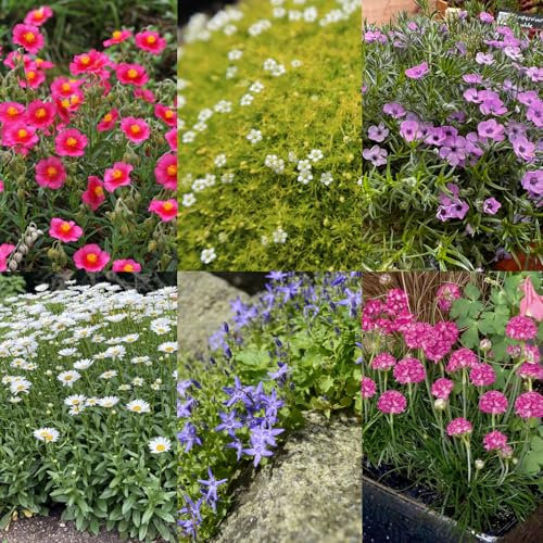 Carbeth Plants Alpine 6 Pack Mixed Hardy Plants - Low Maintenance Perennials for UK Gardens - Wildlife Friendly & Easy to Grow - Ideal for Rockeries, Beds, Containers and Borders