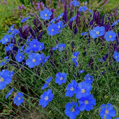 semi di lino - perenni, esotiche resistenti, aiuola rialzata da giardino, balcone 500pcs