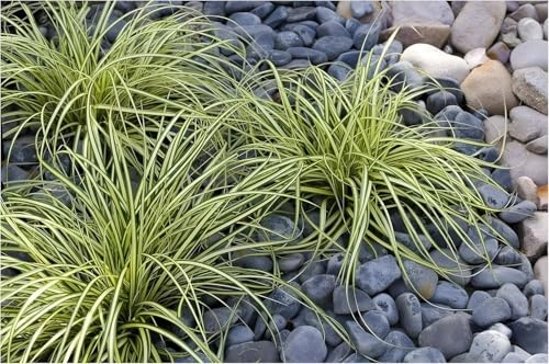 Stauden Gänge 3 x Carex oshimensis 'Evergold' Japan-Segge winterhart | Immergrüne Segge mit goldgelb gestreiftem Laub für Halbschatten, mehrjährig, pflegeleicht, Bodendecker, 1 L Topf (11x11 cm)