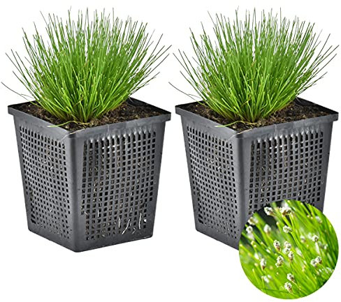 Bloomique - 2er-Set - Scirpus Cernuus - Haargras - Teichpflanzen - Wasserpflanzen - Winterhart - 10-20 cm Hoch - Topf 11 cm