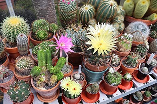 Flowering Cactus - The Collectors Mix - 150 Seeds