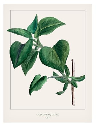 Trademark Fine Art Canvas Wall Art - Annika John 'Common lilac' Wall Art for Living Room, Bedroom, or Office Décor