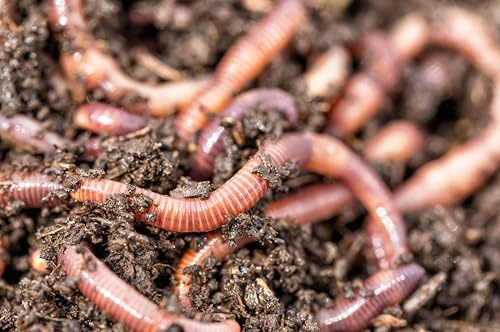 Thewormhub TIGER WORMS COMPOSTING WORMS FISHING LIVE BAIT/COMPOSTING/REPTILE FOOD 100g - 1kg (250g)