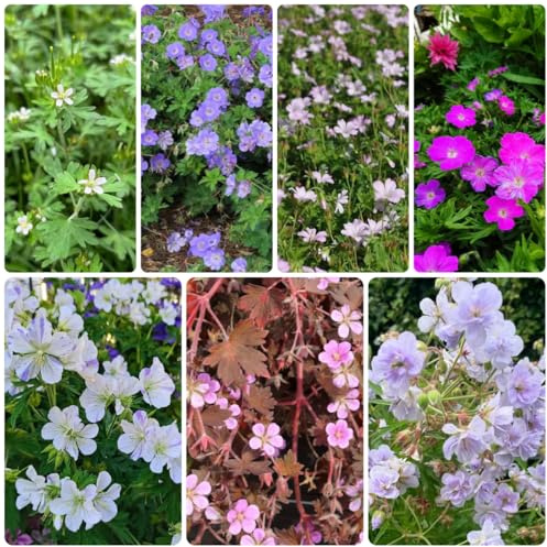 storchschnabel, exotische storchenschnabel bodendecker küchenkräuter balkonpflanzen herbstblumen wildkräuter 250samen