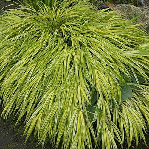 6 x Hakonechloa Macra 'Aureola' - Herbe du Japon 'Aureola' godet 9cm x 9cm