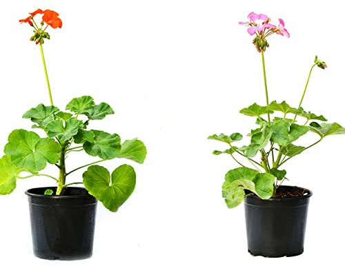Geranio Pack de 2 Unidades de Plantas de Exterior e Interior