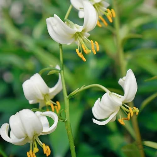 lirios - semillas de silvestres resistentes de balcón trepadora jardín que prefieren la sombra, 40pcs