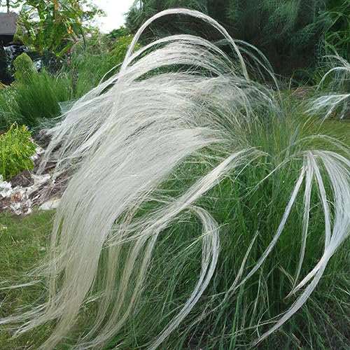 Rare Silver Feather 'Stipa Barbata' Ornamental Grass Seeds 5 Fresh Plant Seeds
