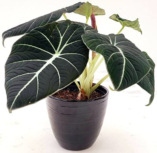 POWERS TO FLOWERS - ALOCASIA BLACK VELVET IN VASO CERAMICA NERO, VASO 13CM diametro, pianta vera