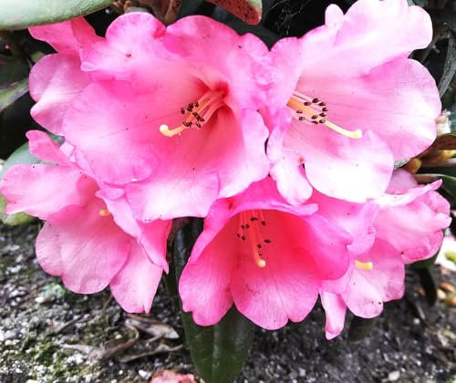 Rhododendron yakushimanum 'Debbie Dane' Japanische Azalee 30-40 cm winterhart Freilandaufzucht