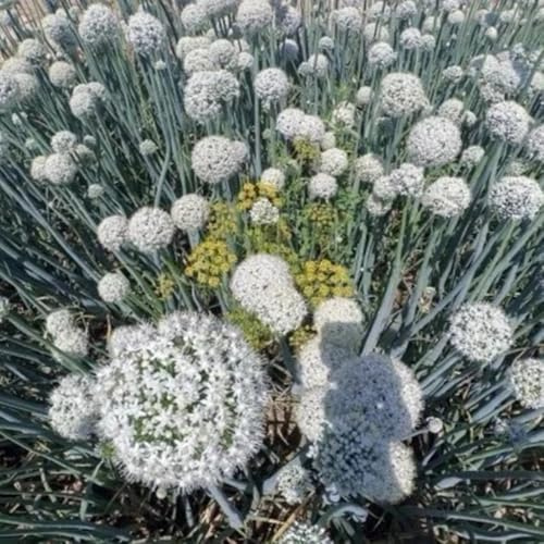 Allium Giganteum - zierlauch deko blumenwiese mehrjährig balkonpflanzen ausgefallene geschenke zierblumen für sonnige plätze balkon blumenwiese topfblumen kletterpflanzen 300samen