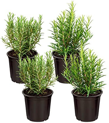 Plantas de Romero - DECOALIVE - Pack 4 Plantas - Plantas Aromáticas Naturales