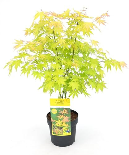 Acero del Giappone 'Orange Dream' – 40 cm – Ø19 cm – pianta da esterno
