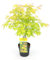 Acero del Giappone 'Orange Dream' – 40 cm – Ø19 cm – pianta da esterno