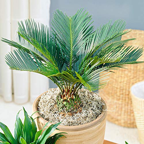 Cycas Revoluta - Palma del Sago | Piante Perenni per la Casa o l'Ufficio | 30-40 cm