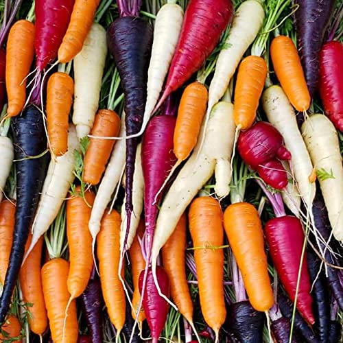 Welldales 50 Giant Rainbow Carrot Seeds 6 Varieties Mixed F1 British Vegetable Packets
