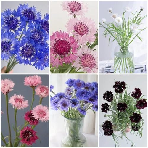 Semi di fiordaliso, per esterno resistenti all'inverno Centaurea cyanus, vecchie varietà di semi resistenti per balconi resistenti per il giardino 150pcs