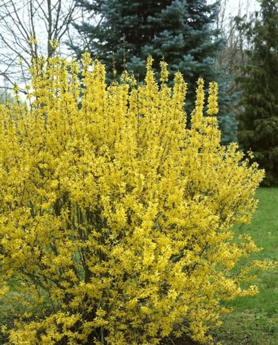Forsythie Forsythia intermedia Goldrausch 80-100 cm winterhart Hecke | Leuchtend gelbe Bluete, sonniger bis halbschattiger Standort, schnittvertraeglich, ideal fuer Hecke und Sichtschutz