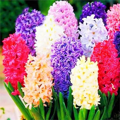Hyacinth Bulbs UK Hyacinth Plant/Garden Flowers/Ornamental Flowers/Wedding Flowers-4bulbs-c