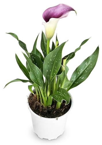 Zantedeschia Cala Planta Natural de Interior y Exterior Morada – Maceta de 14 cm - Planta Viva Elegante y Decorativa