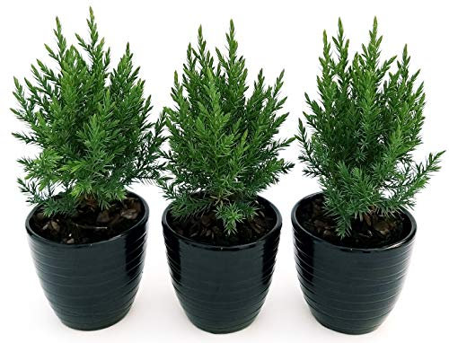 POWERS TO FLOWERS - CIPRESSO CHAMAECYPARIS STRICTA IN VASO CERAMICA NERO A RIGHE, 3 PIANTE VASO 12 CM, Piante Vere
