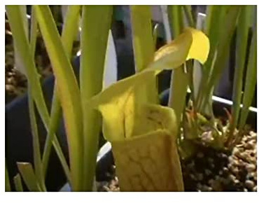 Stk - 5x Sarracenia rubra ssp. wherry orange Fleischfressende Pflanzen – Samen B235 - Seeds & Plants Shop by Ipsa