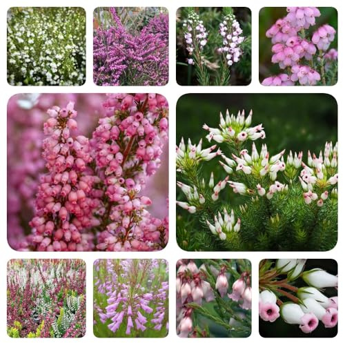 Heidekraut, dekopflanzen büropflanzen kräuterpflanzen für sonnige plätze stauden winterhart mehrjährig balkonpflanzen blumensamen sträucher garten balkongewächshäuser seltene bio 120Samen