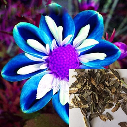 Roadoor Semi di Dalia, 1 Borsa Semi di Fiori Selvatici perenne Fiore Selvatico Crescita produttiva Veloce Piccoli Semi di Dalia pinnata ad Alto rendimento per Giardino Semi di Dalia pinnata