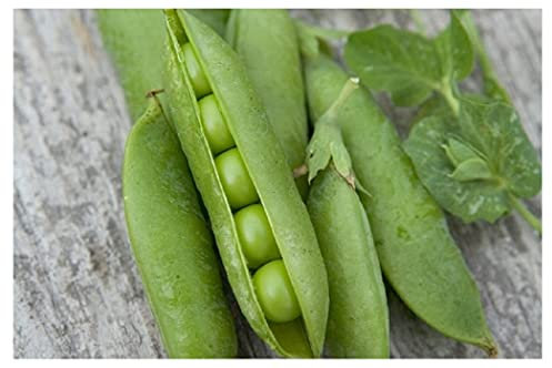 PREMIER SEEDS DIRECT - Pea - AVOLA - 250 Seeds - Hardy Early